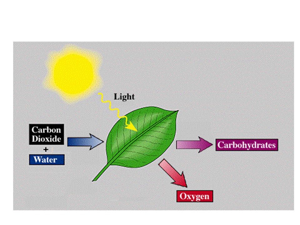 Glucose gives the plants energy to Idea