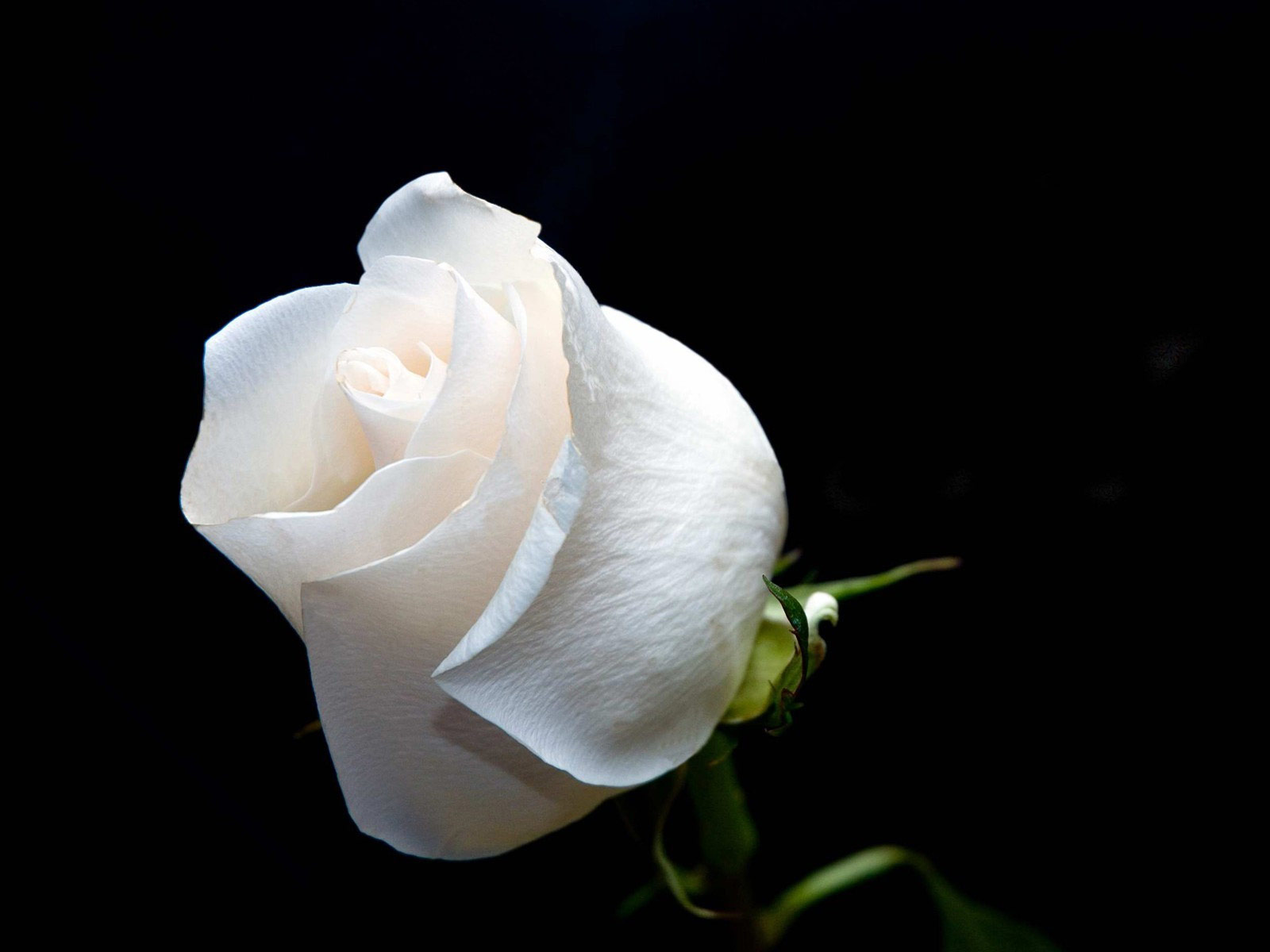 New White Rose Flowers Wallpapers - Entertainment Only