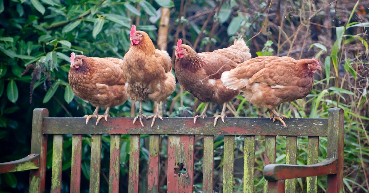 How to Raise Chickens for Eggs in Your Backyard Paris Farmers Union