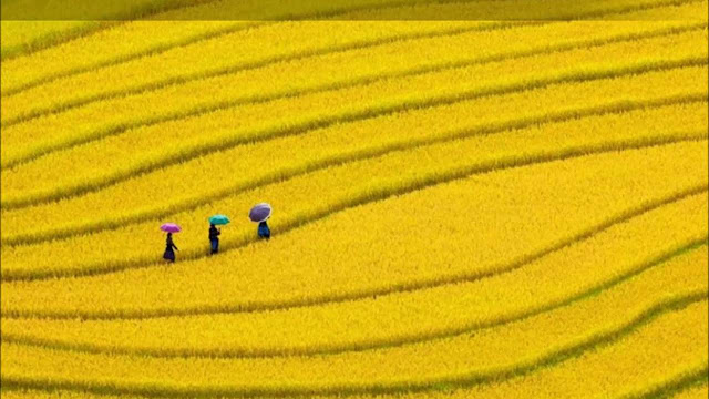 Nằm mơ thấy lúa đánh đề con gì? Soicauxsmb.com Nằm mơ thấy lúa đánh đề con gì? Soicauxsmb.com