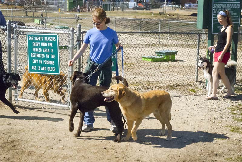 The Teacher's Pets The Best Dog Park On The Seacoast Portsmouth Dog Park