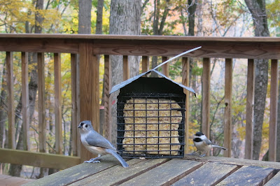Tufted Titmouse and Chickadee, Tuesday, November 01, 2016, 4:31:25 PM