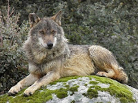 Andalucia, Lobo, Life, Sierra Moreno, Ateca, Aproca,  