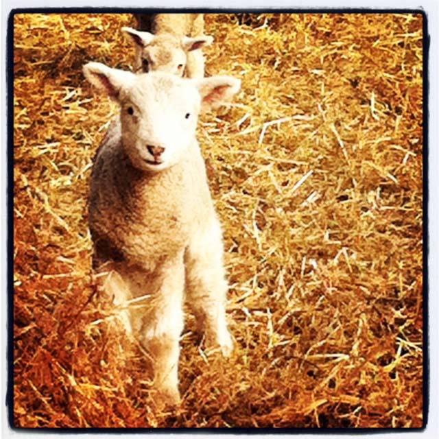 Getting Stitched on the Farm Instagram Lambs
