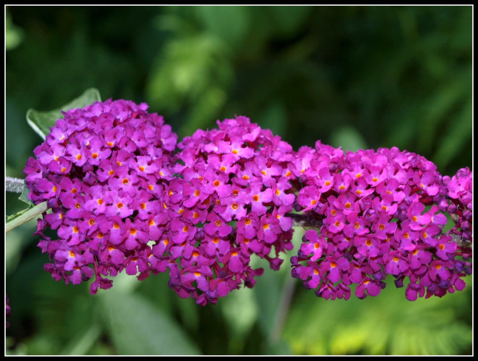 Mark S Veg Plot Buddleia