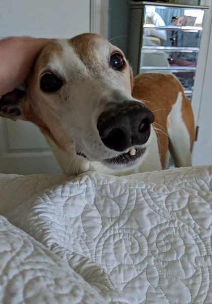 image of Dudley the Greyhound standing beside my bed, looking at me with one of his front teeth poking out, while I scratch his head