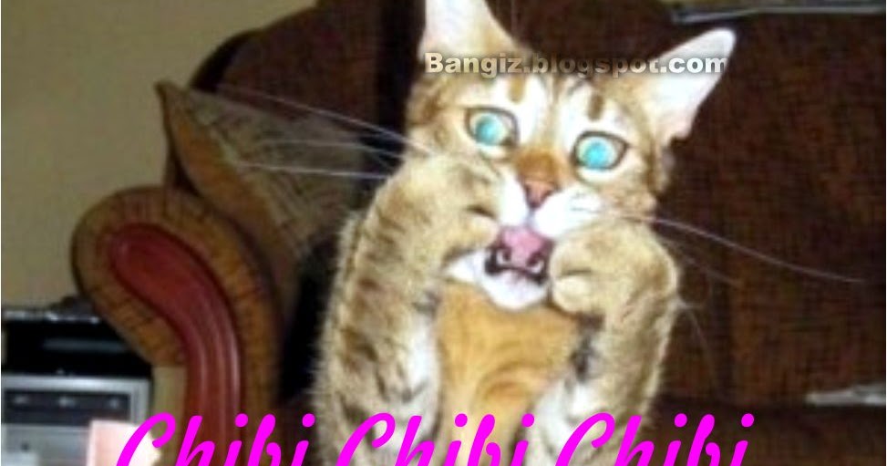 47+ Gambar Kucing Lucu Untuk Wallpaper