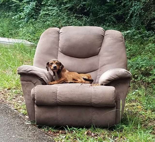 Poor Puppy Was Dumped With A Chair And A TV And Thought His Owner Would Come Back