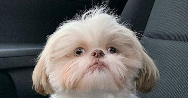 Cientistas dizem que possuir um shih tzu rejuvenesce dono em até 10 anos:
