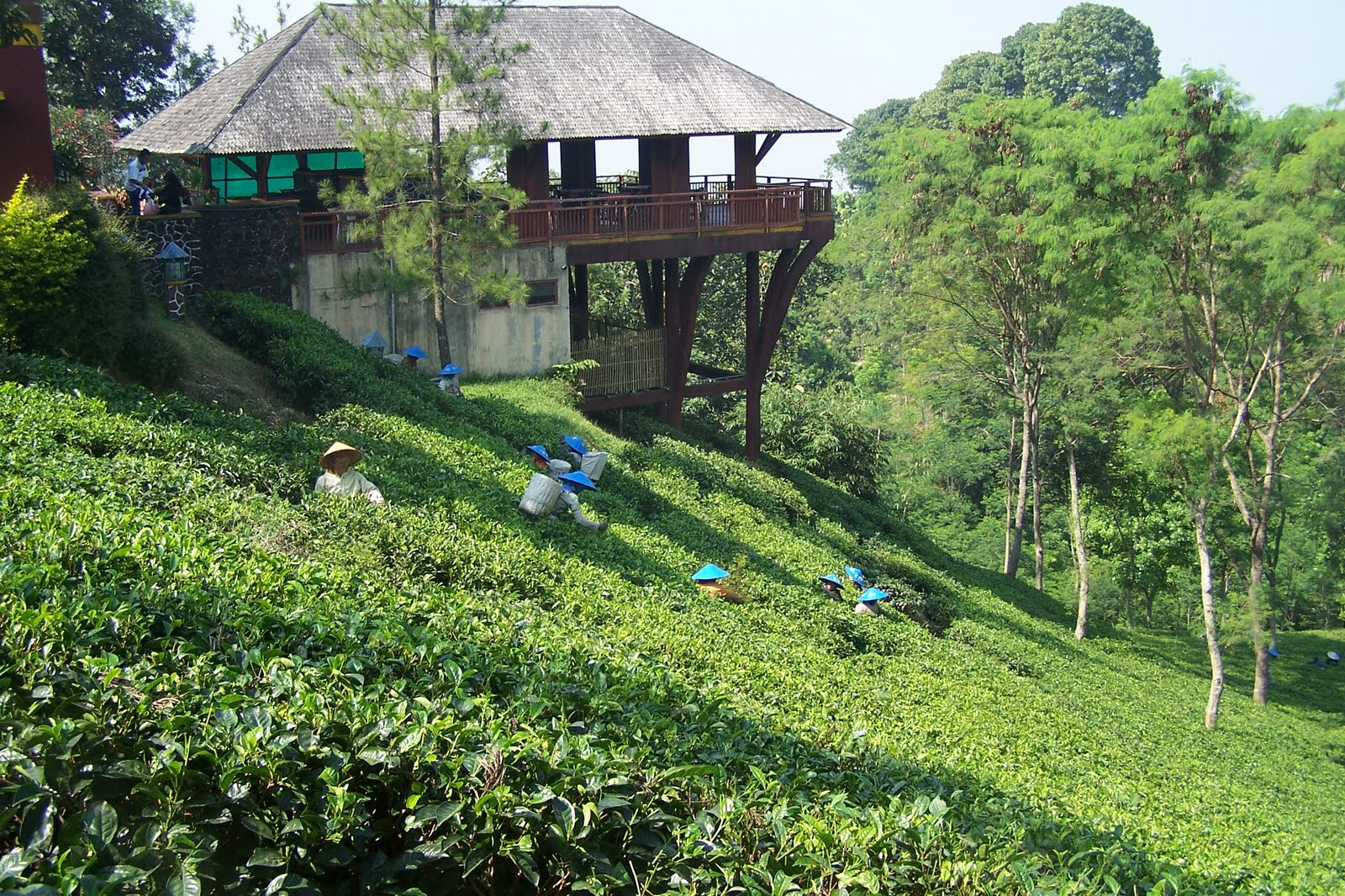 Agrowisata Kebun Teh Wonosari Malang