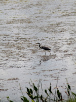Heron Heron