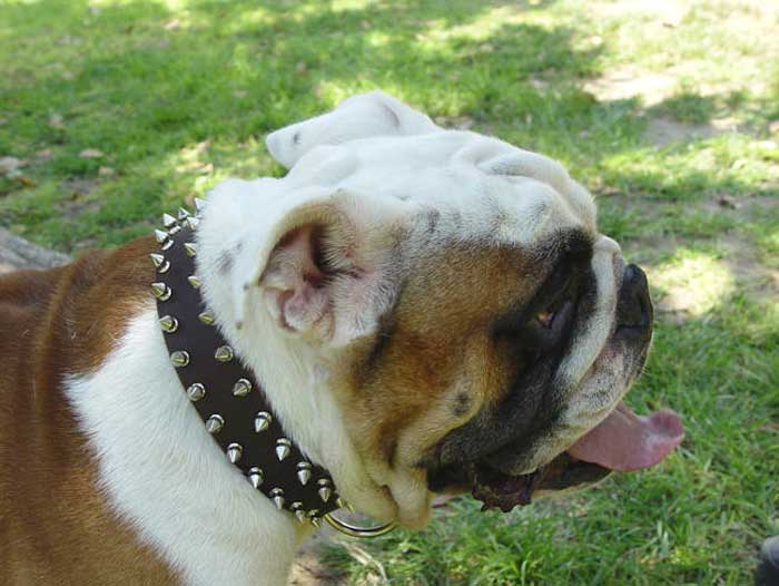 dog collar dog collar