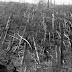 Οταν μετεωρίτης εξαφάνισε 80 εκατ. δέντρα στη Σιβηρία