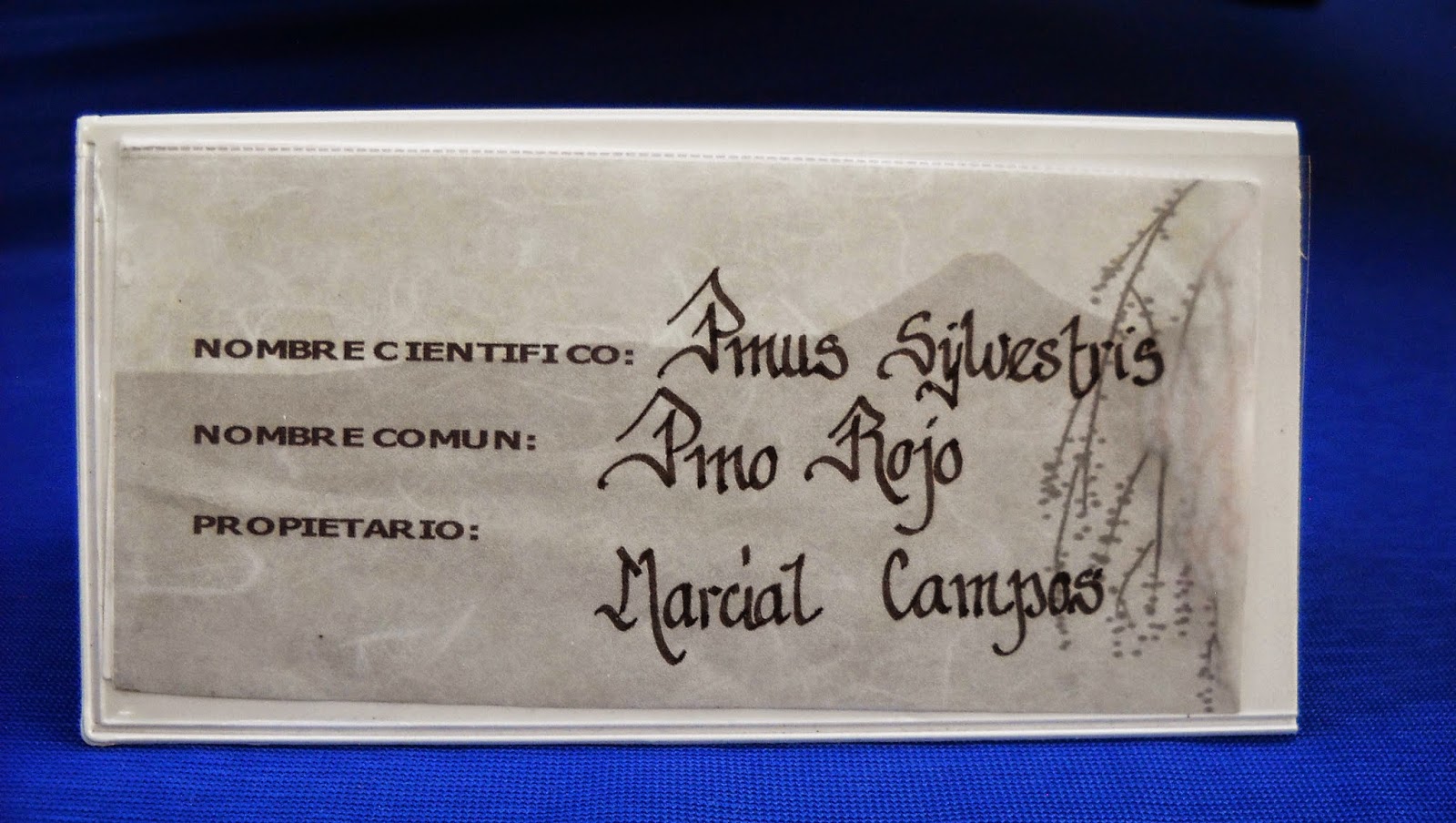 Chián bonsai XI Exposición de bonsai y suiseki Forum Metropolitano (1ª