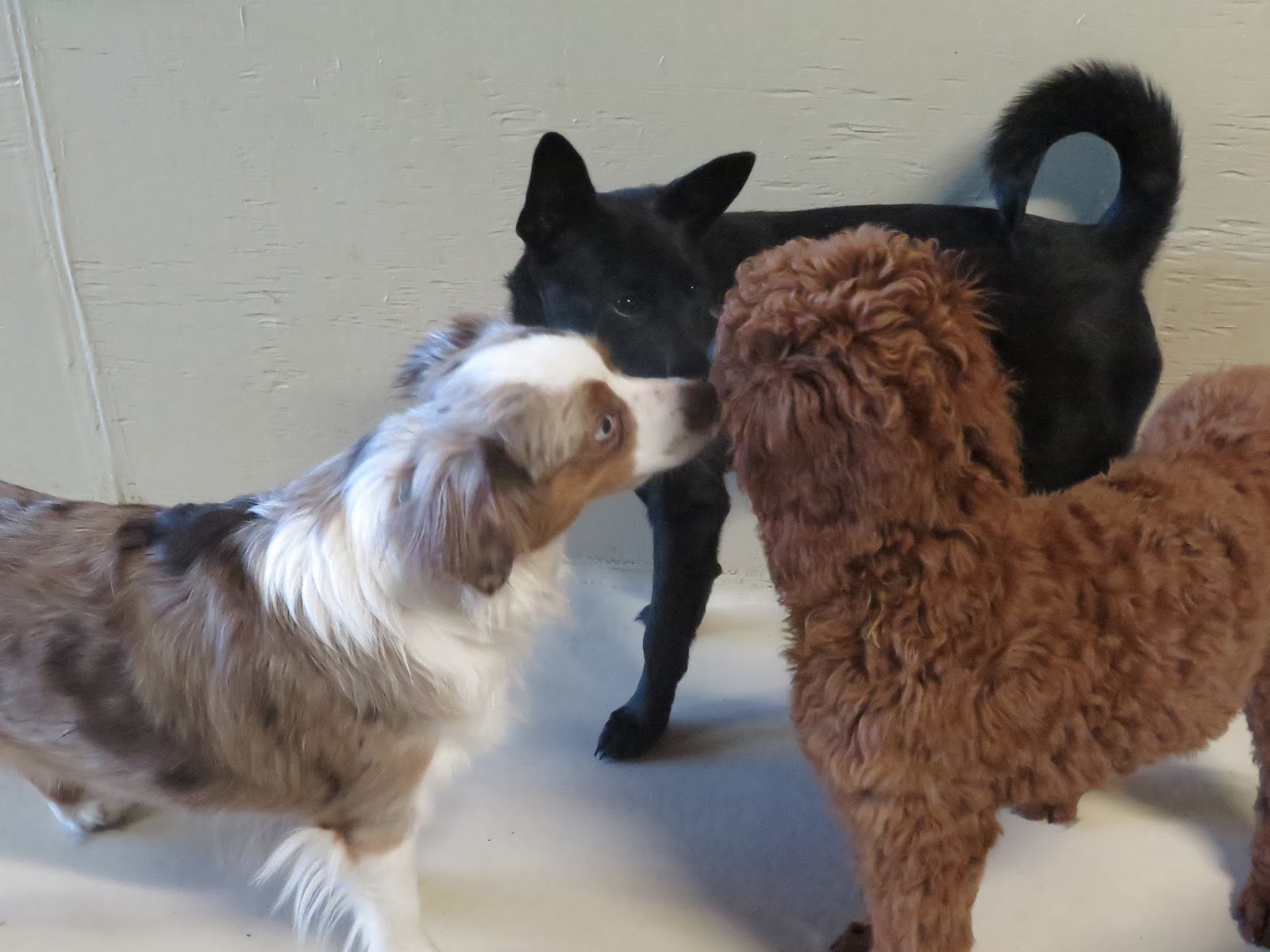 Do Dogs Prefer Routine