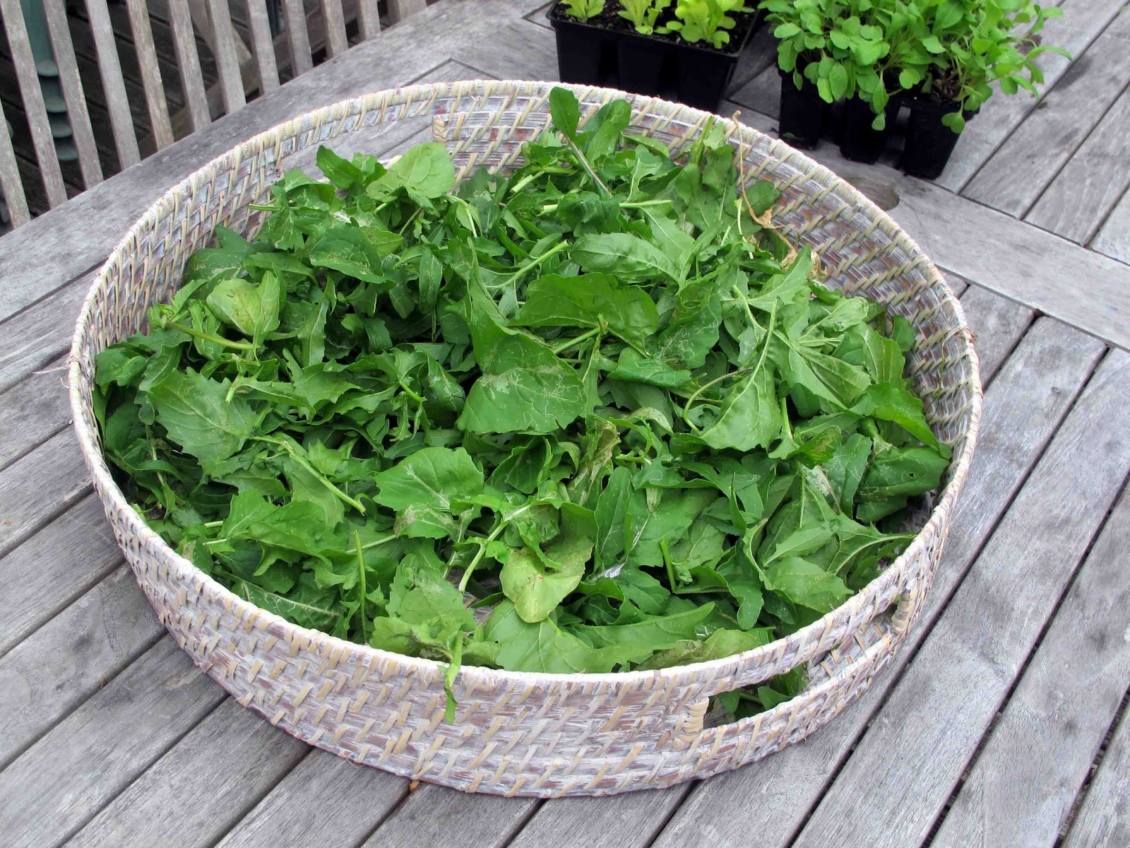 Shoot and Eat The last of the Rocket ( Arugula)