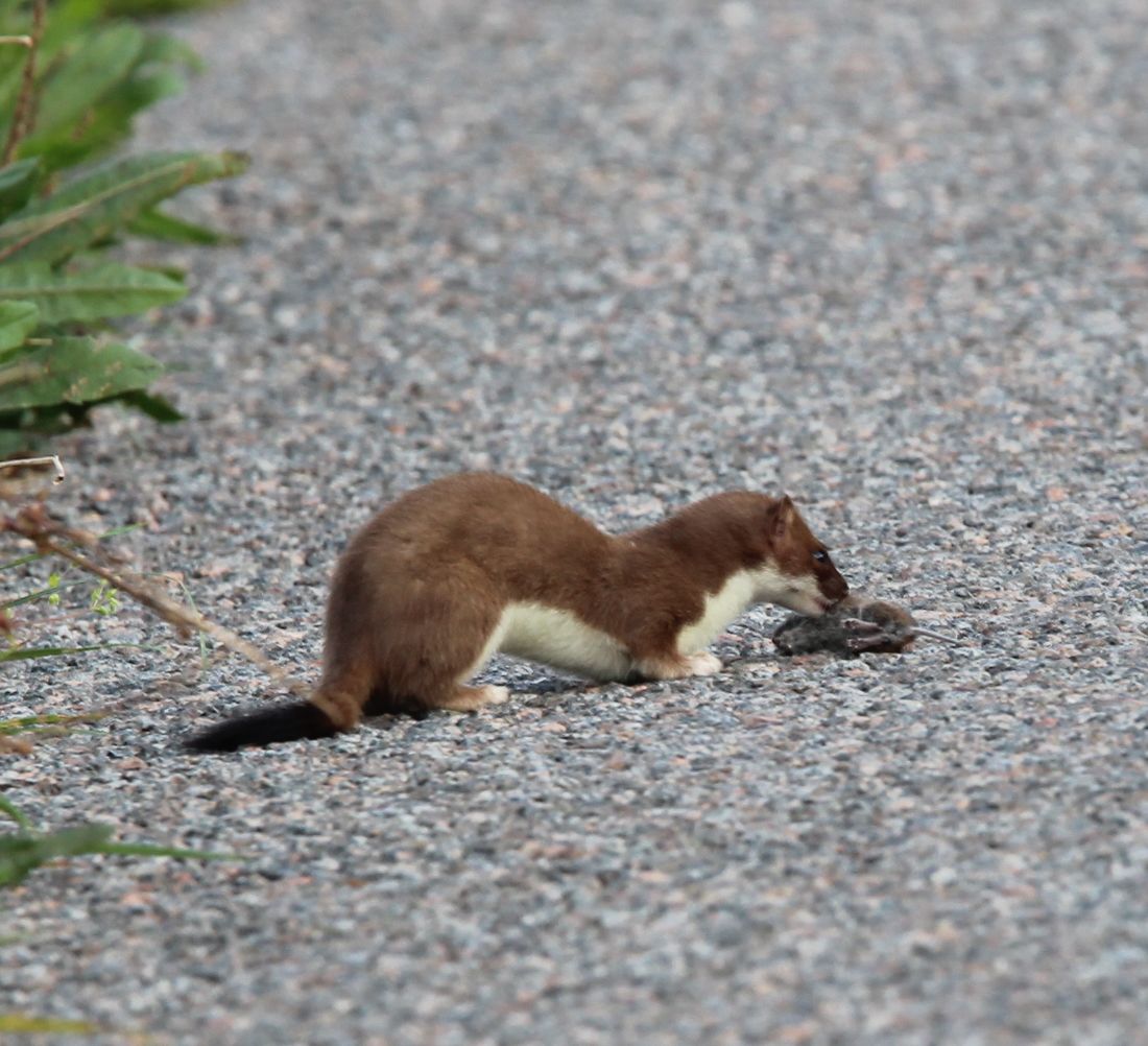 snatur-bloggen-l-kat-ved-vejlen-taasinge