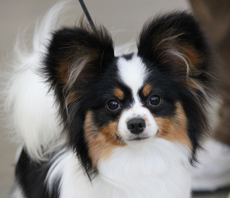 Antibiotic Ointment In Dog S Ears Antibiotic Ointment In Dog S Ears