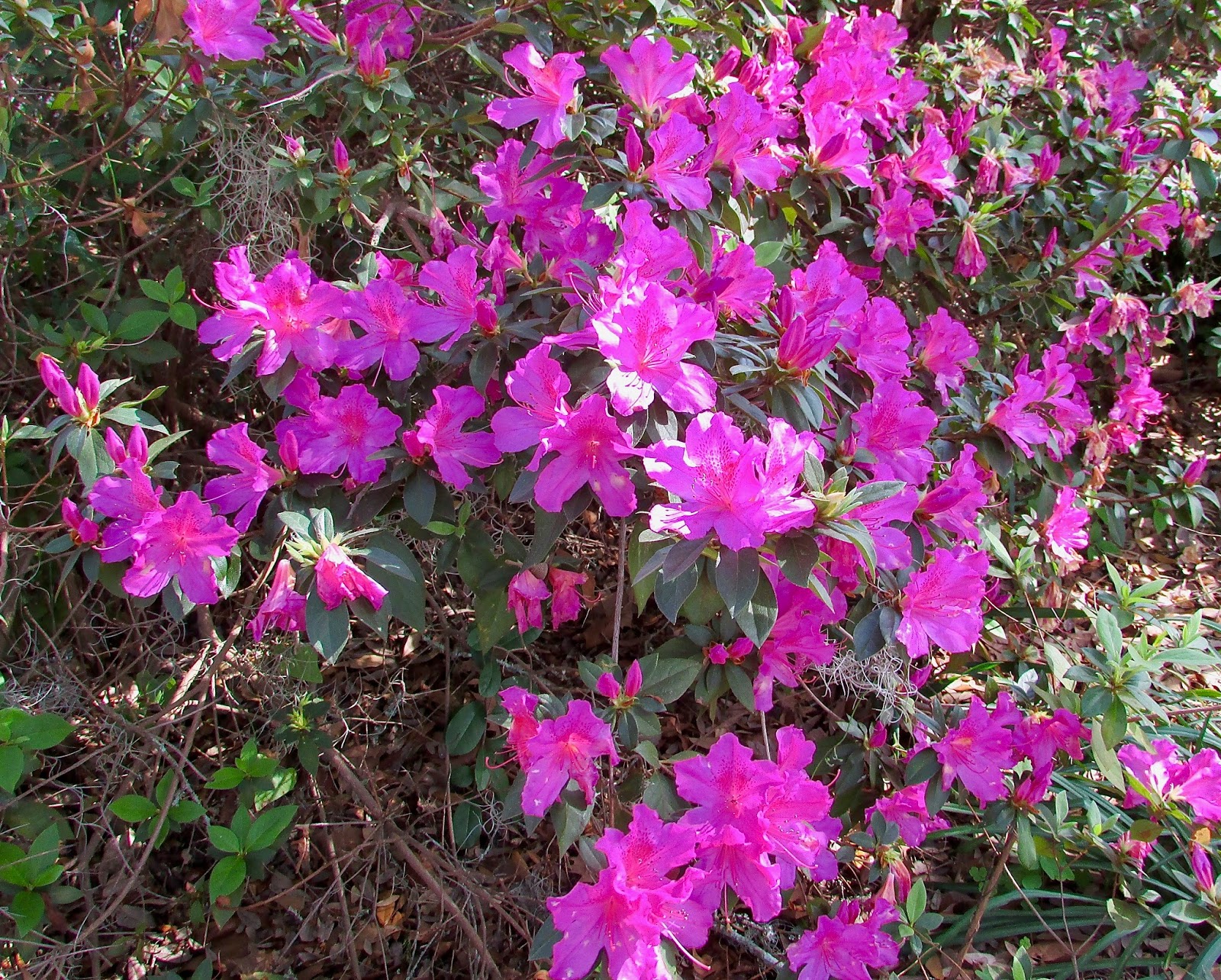 Tallahassee Daily Photo Azaleas