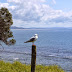 北島旅行(七) 北島北 渥克沃斯 Matakana Country Park 山羊島海灘