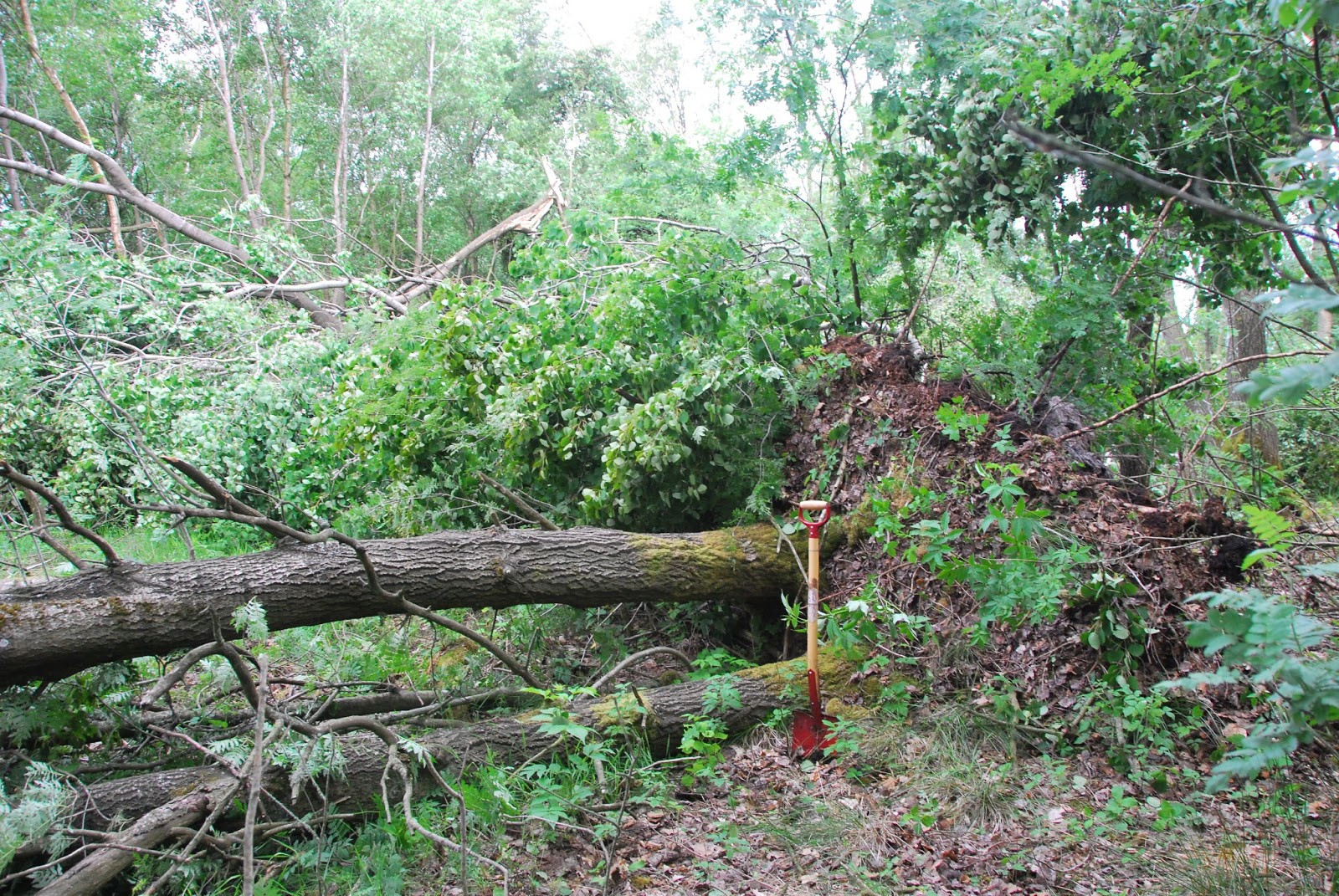 moments of perfect clarity if a tree falls in the forest...