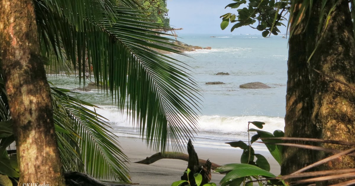 A Wandering Botanist: Visiting Costa Rica—A Rainforest Walk
