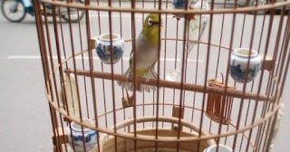 pleci tidak ngeruji pleci tidak ngeruji