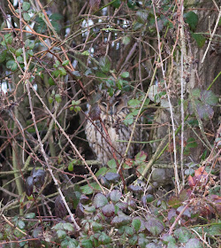 Long-eared Owl, Burton Mere