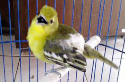Burung Sirtu merawat burung cipoh tangkapan