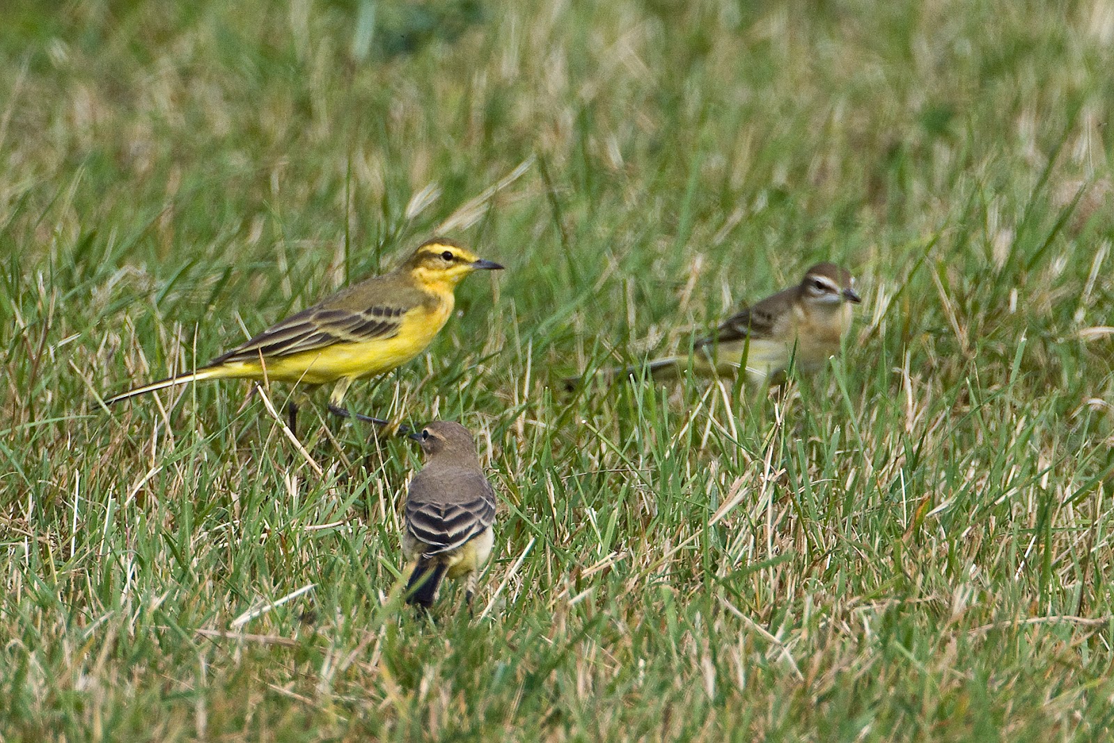 Martin's Sussex Birding Blog Yellow Wagtails