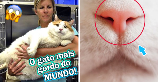 100 CURIOSIDADES sobre GATOS que vão te surpreender 🐱🐾 