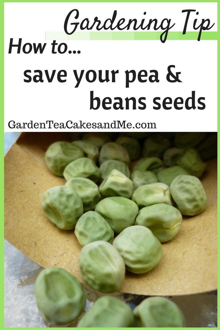 Howsavepeabeanseedsgardeningtipstutorial