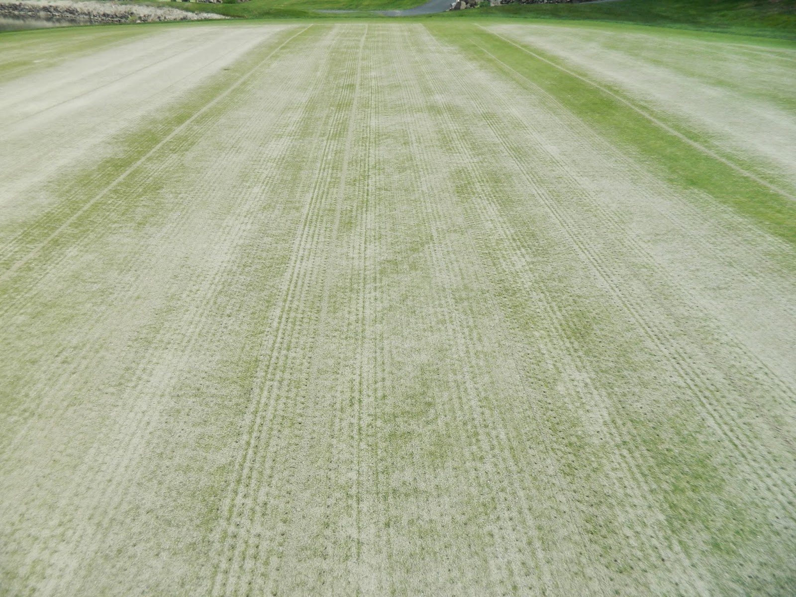 LGCC Golf Maintenance: Greens Aerification