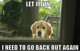 Dog Memes Dog Memes