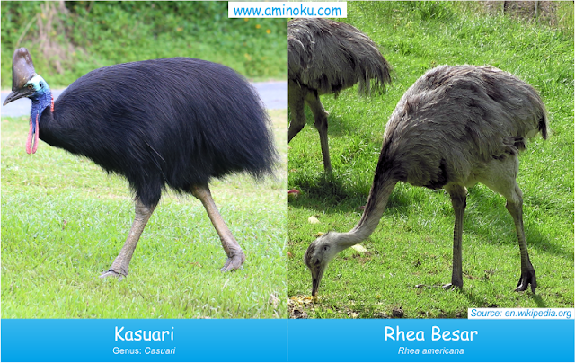 Perbedaan kasuari dan rhea besar Perbedaan kasuari dan rhea besar