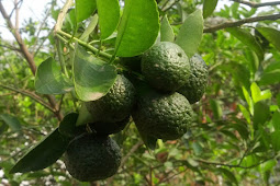 Teknik Budidaya Jeruk Nipis (Citrus aurantifolia) Hasil Berlimpah
