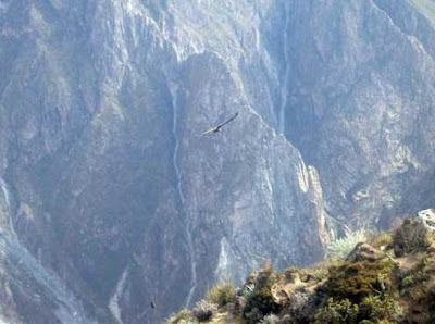 Cañón del Colca - Arequipa Foto de un ave en el Cañón del Colca de día