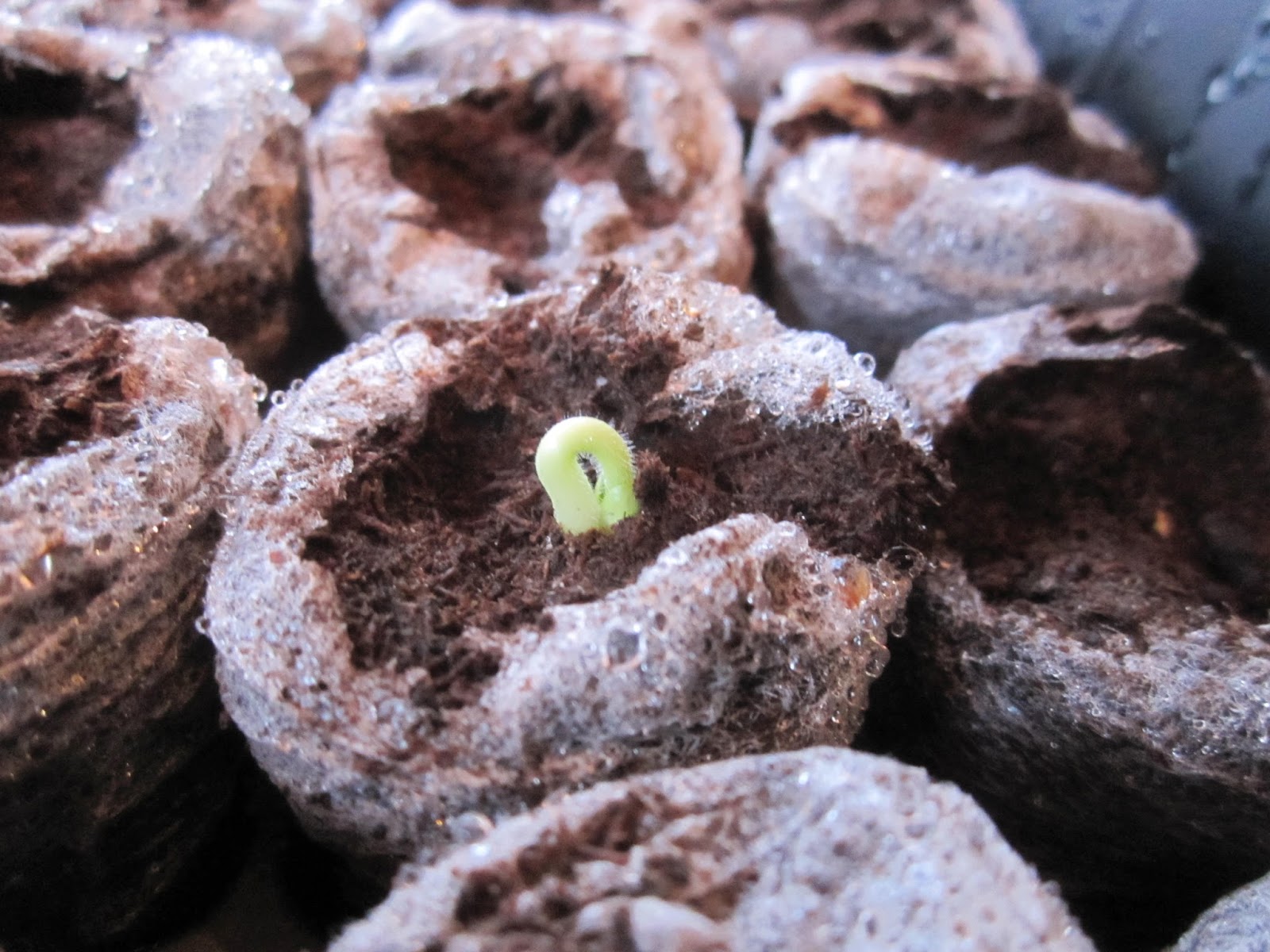 Cold Hands Warm Earth: Okra Seeds - only 2 days to germinate!