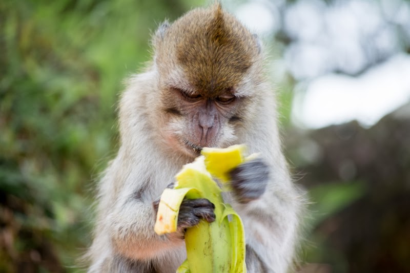 Portrait d'un singe qui mange une banane à Grand Bassin, Ile Maurice