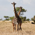 Tanzanian rangers harness new technology to fight poachers