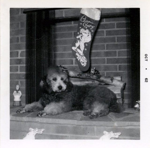 Lovely Photos That Capture Dogs and Cats Greeting Christmas in the Past ...