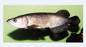 Gambar Ikan Arwana