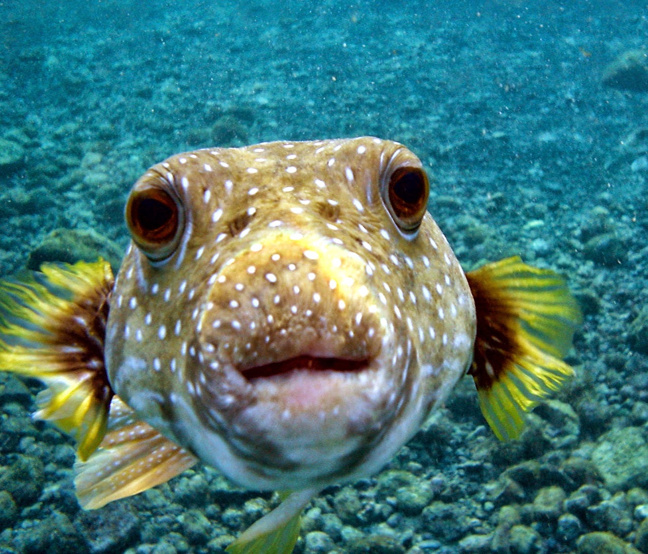 PUFFER FISH photos - wallpapers | the fun bank