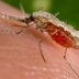 Instituto Oswaldo Cruz deve começar a testar em 2013 vacina contra malária em humanos