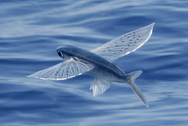 ΧΕΛΙΔΟΝΟΨΑΡΟ (FLYING FISH) photos wallpapers the fun bank