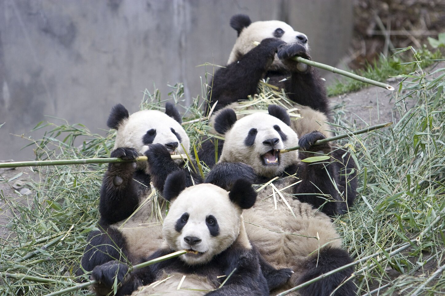 All About Animal Wildlife: Giant Panda Information and Images