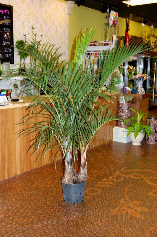 The Indoor Garden How to Grow the Hardy Spindle Palm