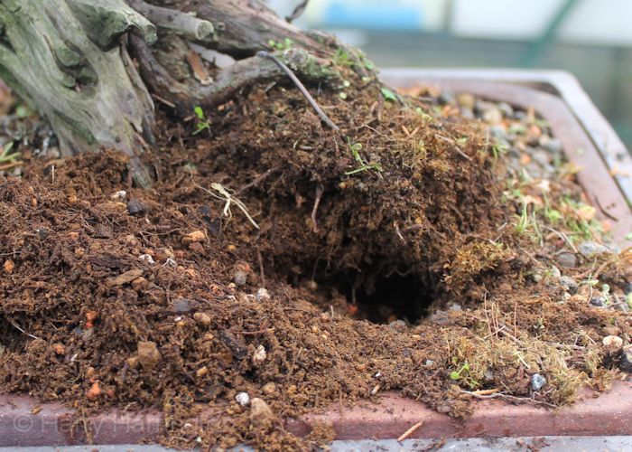 Soil for Juniper Bonsai About Bonsai