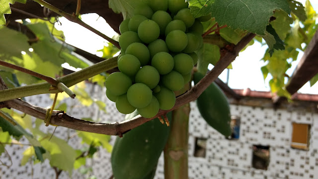 um pomar em casa. plantar uvas