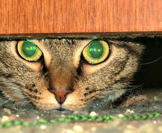 Margs Animals Tabby Tuesday